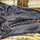 Cranéo de Iguanodon del Museo de Historia Natural de la Universidad de Oxford. Foto: Wikimedia Commons.